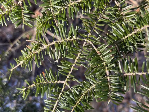 Balsam-Tanne