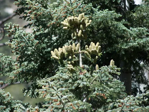 Weiß-Tanne