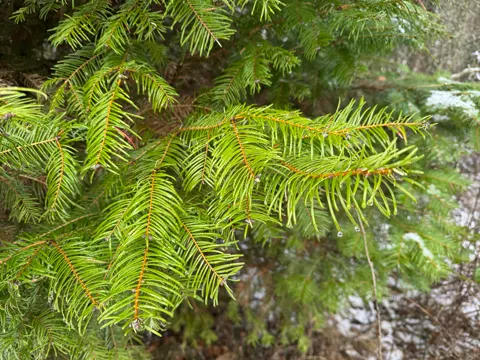 Grand Fir (Abies grandis)