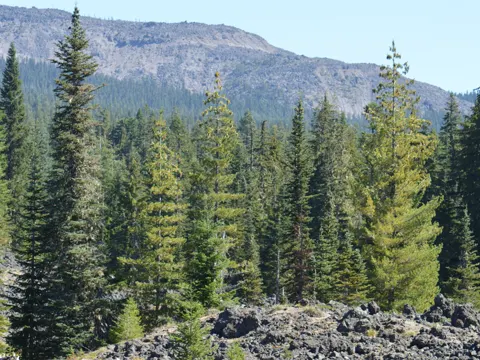 Felber-Tanne (Abies lasiocarpa)