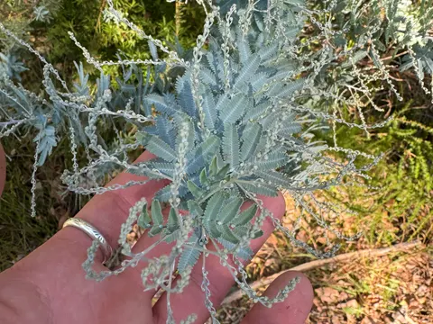 Acacia baileyana