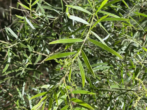 Acacia fimbriata (Acacia fimbriata)