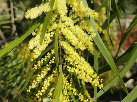 Sally Wattle