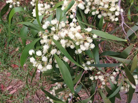 Screw-pod Wattle