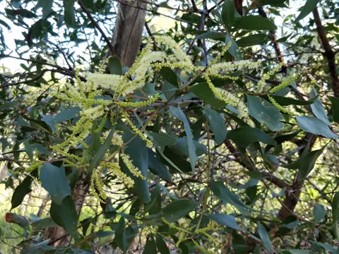 Acacia leiocalyx (Acacia leiocalyx)