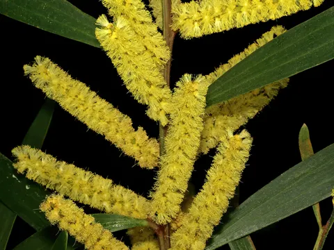 Acacia longifolia