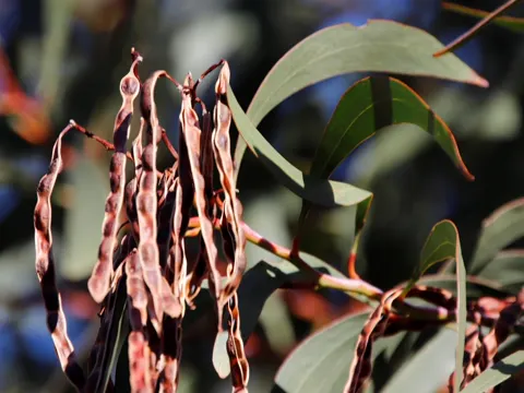 Goldenregen-Akazie (Acacia pycnantha)