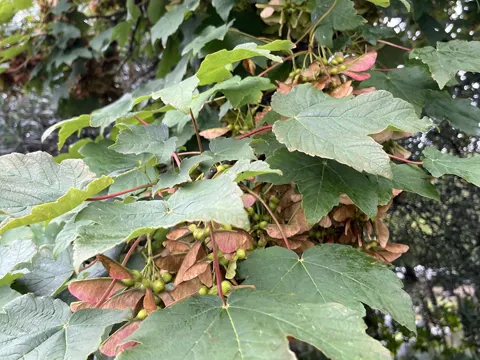 Sycamore (Acer pseudoplatanus)