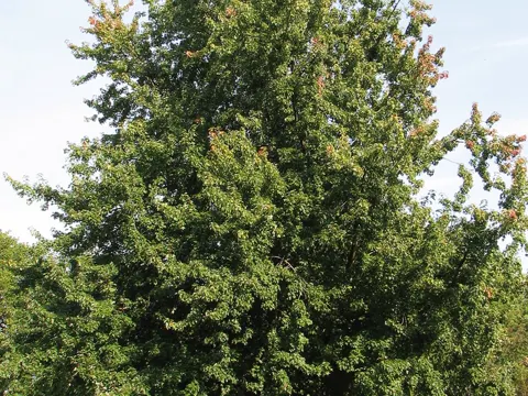 Silber-Ahorn (Acer saccharinum)