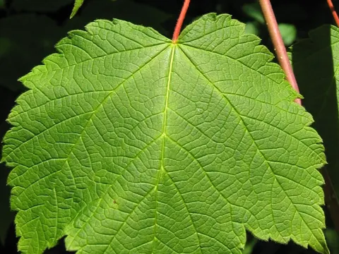 Acer spicatum