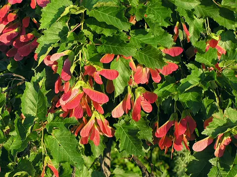 Tatarian Maple