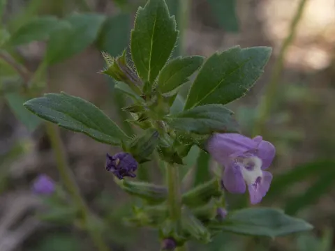 Feld-Steinquendel (Acinos arvensis)