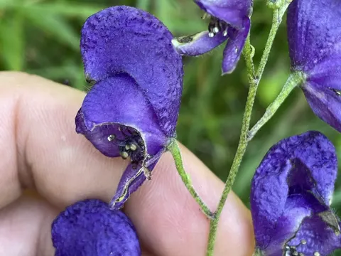 Monk's Hood (Aconitum napellus)