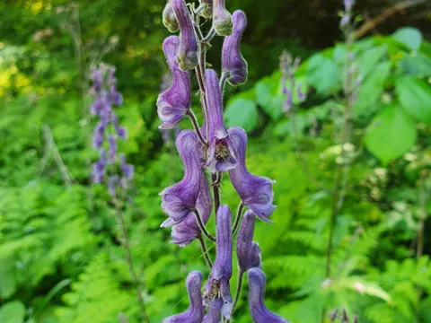 Nordlicher Eisenhut (Aconitum septentrionale)