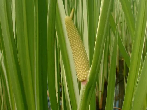 Kalmus