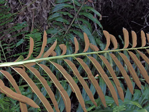 Riesen-Sumpffarn (Acrostichum danaeifolium)