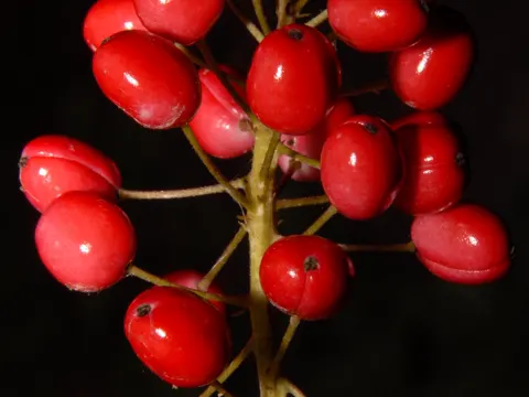 Rote Christophskraut (Actaea rubra)