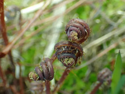 Aleutian Maidenhair