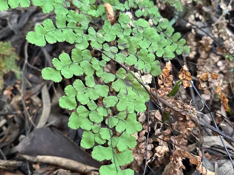 Chilenischer Frauenhaarfarn (Adiantum chilense)