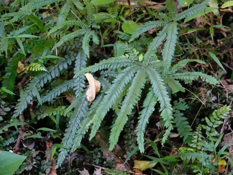 Adiantum hispidulum (Adiantum hispidulum)