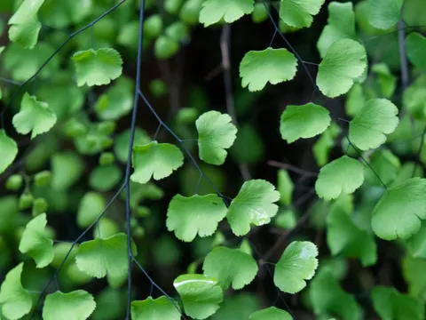 Adiantum jordanii (Adiantum jordanii)