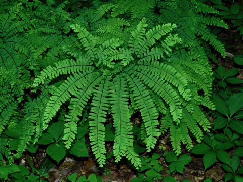 Venushaar-Farn