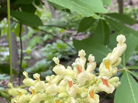 Gelbe Rosskastanie (Aesculus flava)