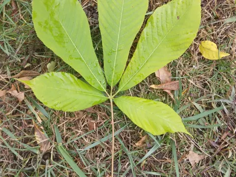 Horse Chestnut