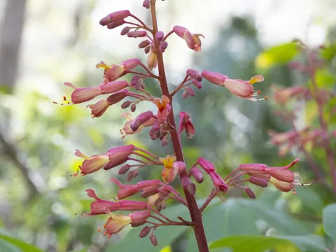 Rote Rosskastanie (Aesculus pavia)