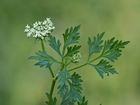 Hundspetersilie (Aethusa cynapium)