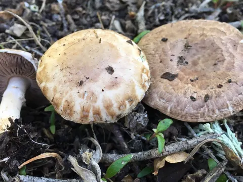 Button Mushroom (wild Form)