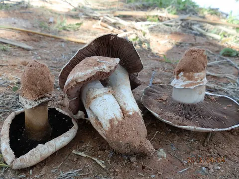 Stadt-Champignon (Agaricus bitorquis)