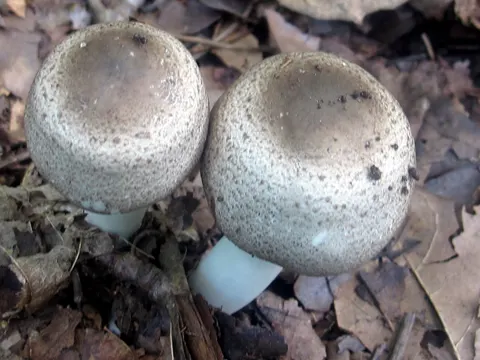 Perlhuhnegerling (Agaricus placomyces)