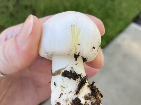 Flockenstieliger Hexen-Röhrling (Agaricus xanthodermus)