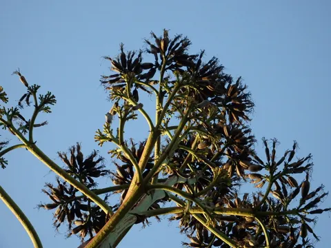 American Agave