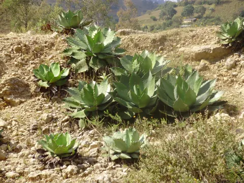 Kupfer-Agave (Agave cupreata)