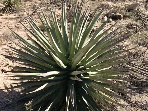 Palmers Agave (Agave palmeri)