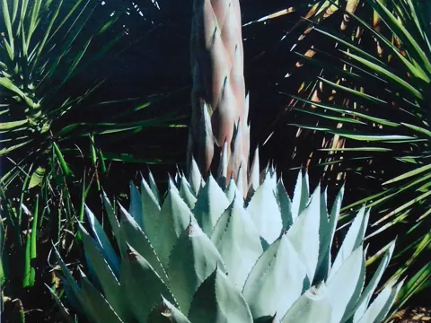 Parry-Agave (Agave parryi)