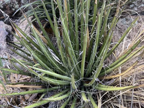 Schott-Agave (Agave schottii)