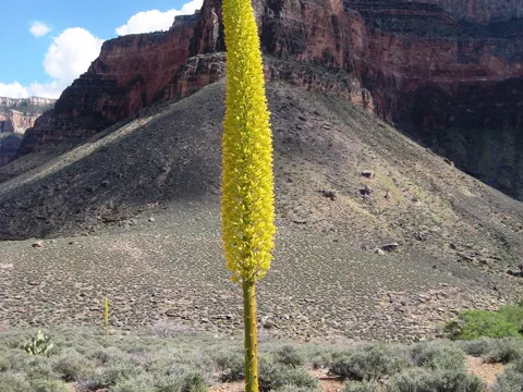 Utah-Agave (Agave utahensis)