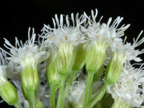 Hohe Natternwurz (Ageratina altissima)