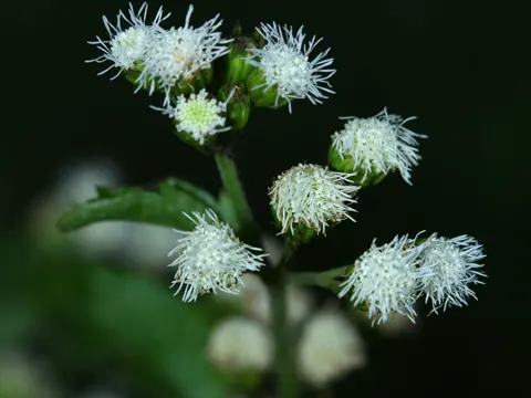 Wildbestand-Ageratum (Ageratum conyzoides)