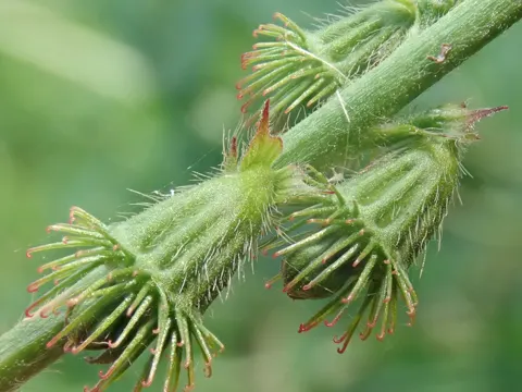 Agrimony