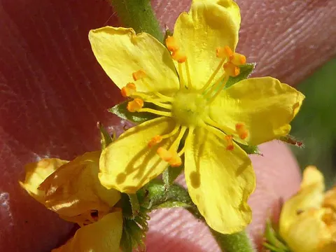 Fragrant Agrimony (Agrimonia procera)