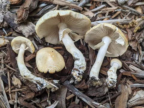 Frühlings-Ackerling (Agrocybe praecox)
