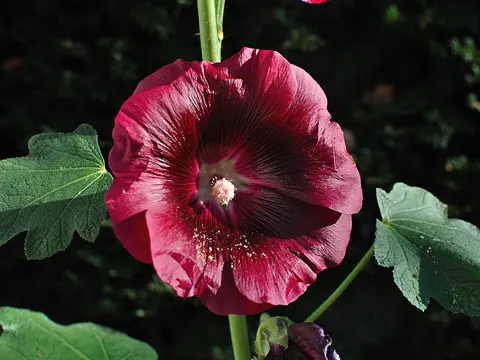 Gewöhnliche Stockrose (Alcea rosea)
