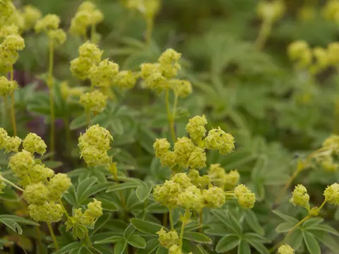 Alpen-Frauenmantel (Alchemilla alpina)