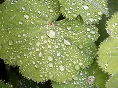 lady's-mantle