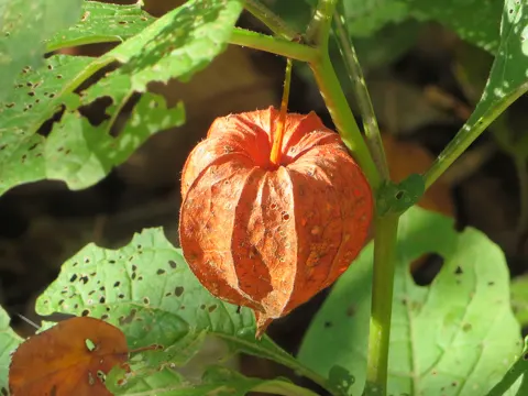 Lampionblume (Alkekengi officinarum)