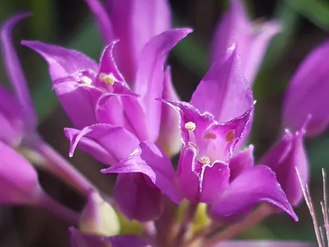 Zugespitzte Allium (Allium acuminatum)